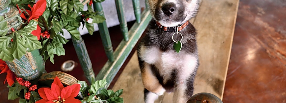 3 perfect pups to adopt now in San Antonio