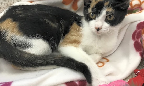 Looking to adopt a pet? Here are 7 fluffy felines to adopt now in Austin