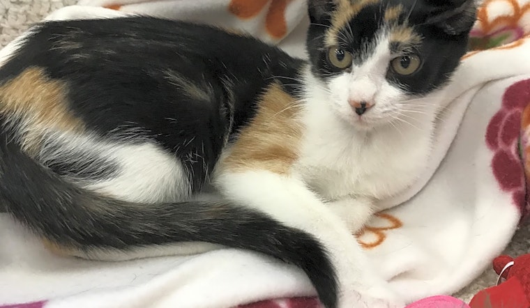 Looking to adopt a pet? Here are 7 fluffy felines to adopt now in Austin
