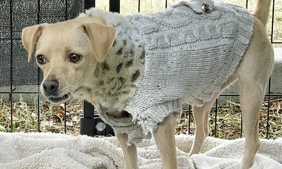 Want to adopt a pet? Here are 3 lovable pups to adopt now in El Paso