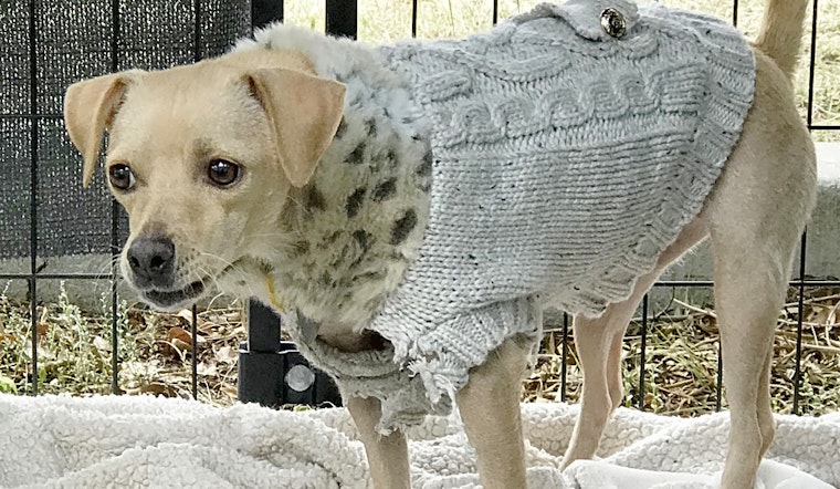 Want to adopt a pet? Here are 3 lovable pups to adopt now in El Paso