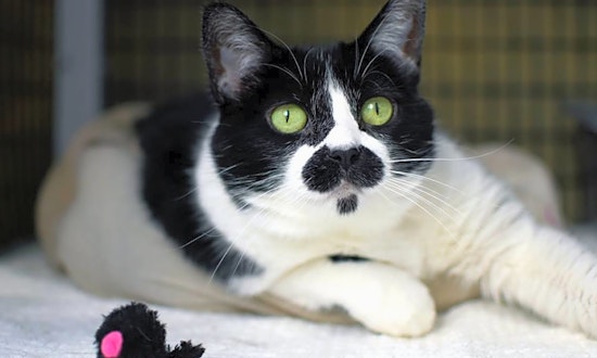 6 cute-as-can-be cats to adopt now in Denver