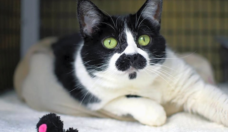 6 cute-as-can-be cats to adopt now in Denver