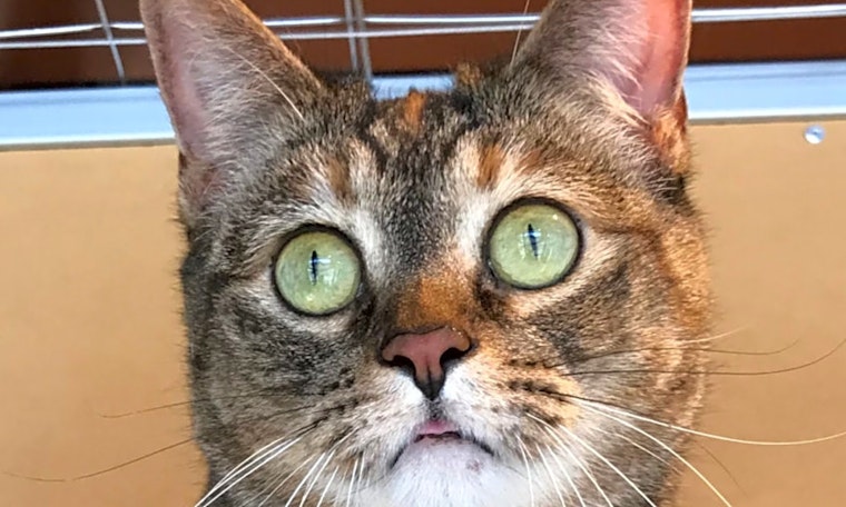 7 furry felines to adopt now in Colorado Springs