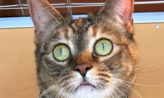 7 furry felines to adopt now in Colorado Springs