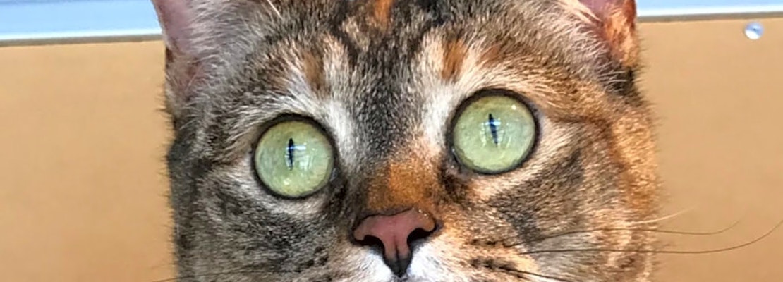 7 furry felines to adopt now in Colorado Springs