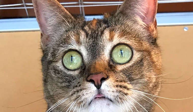 7 furry felines to adopt now in Colorado Springs
