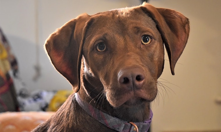 These Albuquerque-based pups are up for adoption and in need of a good home