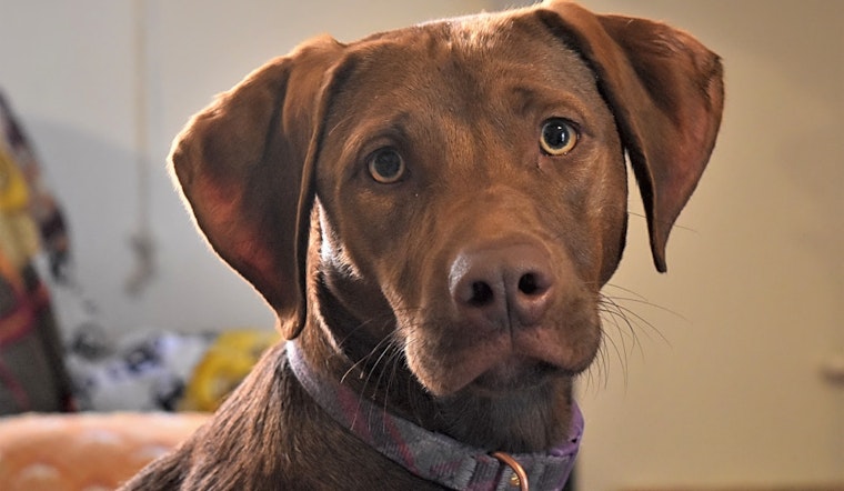 These Albuquerque-based pups are up for adoption and in need of a good home