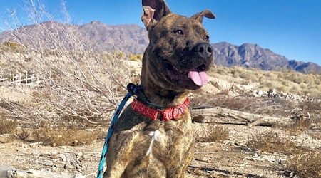 6 lovable pups to adopt now in Las Vegas