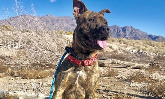 6 lovable pups to adopt now in Las Vegas