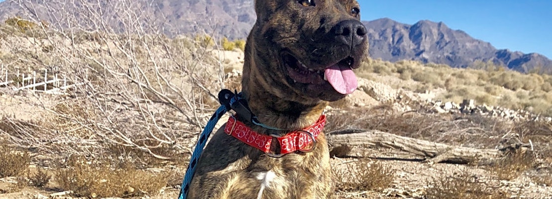 6 lovable pups to adopt now in Las Vegas