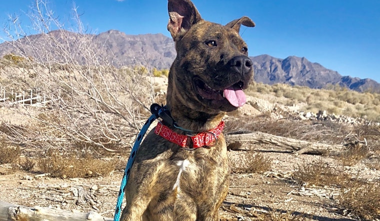 6 lovable pups to adopt now in Las Vegas