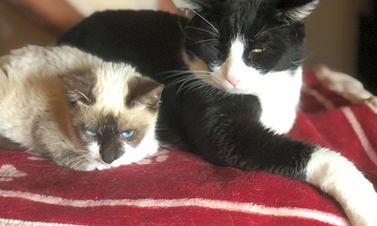 Want to adopt a pet? Here are 7 cool kitties to adopt now in Phoenix