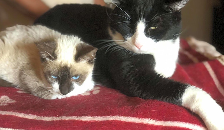 Want to adopt a pet? Here are 7 cool kitties to adopt now in Phoenix