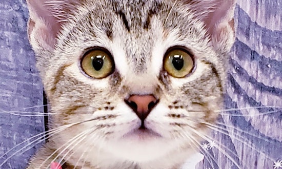 6 cute-as-can-be kittens to adopt now in Mesa