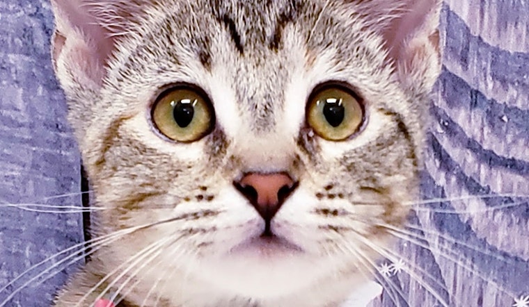 6 cute-as-can-be kittens to adopt now in Mesa
