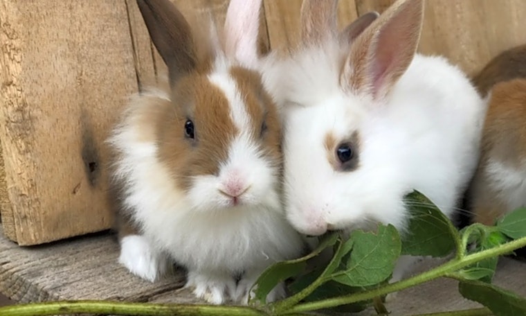 7 lovable rabbits to adopt now in Los Angeles