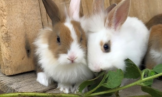 7 lovable rabbits to adopt now in Los Angeles