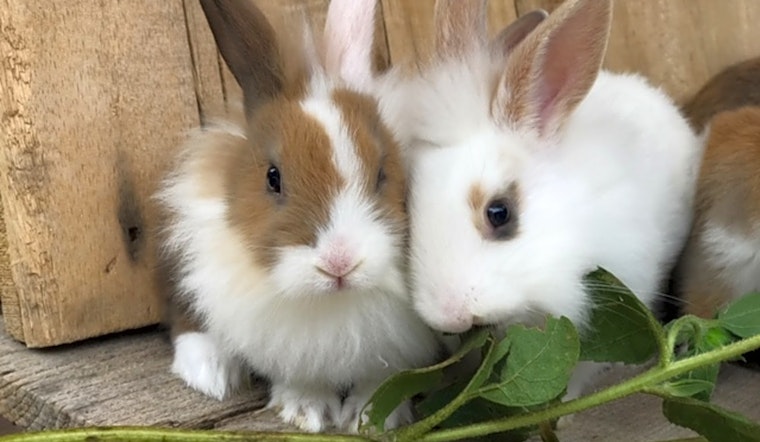 7 lovable rabbits to adopt now in Los Angeles
