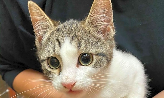6 fluffy felines to adopt now in Long Beach
