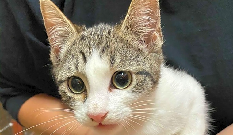 6 fluffy felines to adopt now in Long Beach