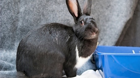 San Diego-based rabbits and macaws available for adoption