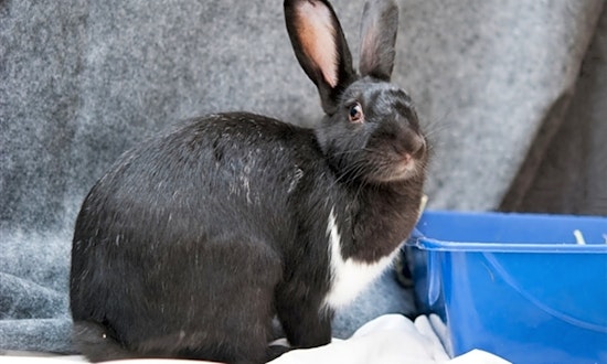 San Diego-based rabbits and macaws available for adoption