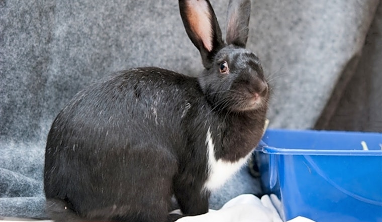 San Diego-based rabbits and macaws available for adoption
