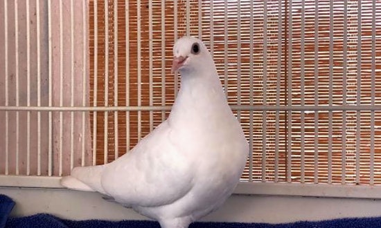 San Francisco-based parrots (and a dove) up for adoption