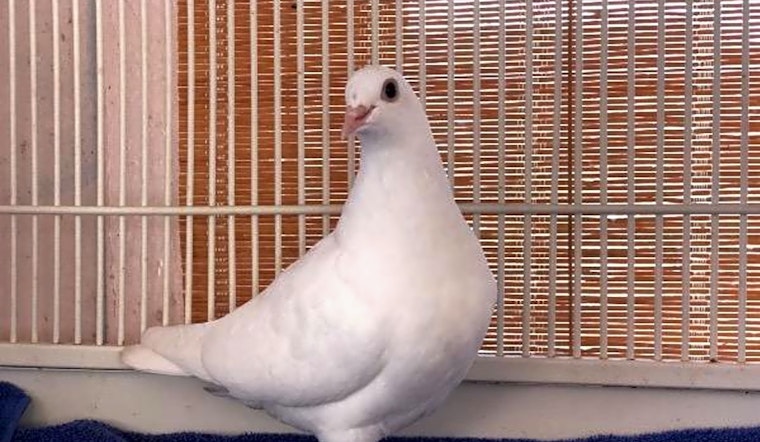 San Francisco-based parrots (and a dove) up for adoption