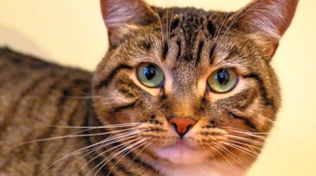 7 charming cats to adopt now in Oakland