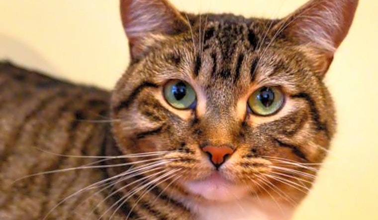 7 charming cats to adopt now in Oakland