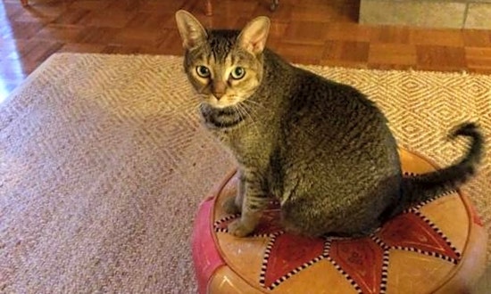 These San Jose-based felines are up for adoption and in need of a good home
