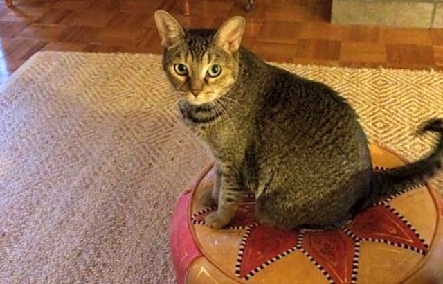 These San Jose-based felines are up for adoption and in need of a good home