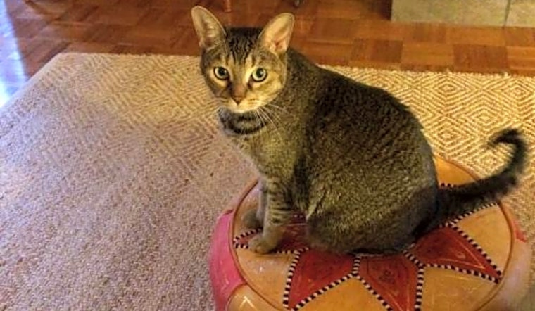 These San Jose-based felines are up for adoption and in need of a good home