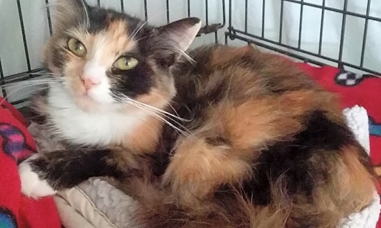 4 furry felines to adopt now in Portland