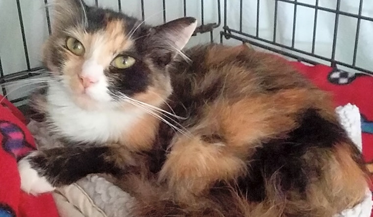 4 furry felines to adopt now in Portland