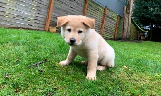 4 cuddly canines to adopt now in Seattle