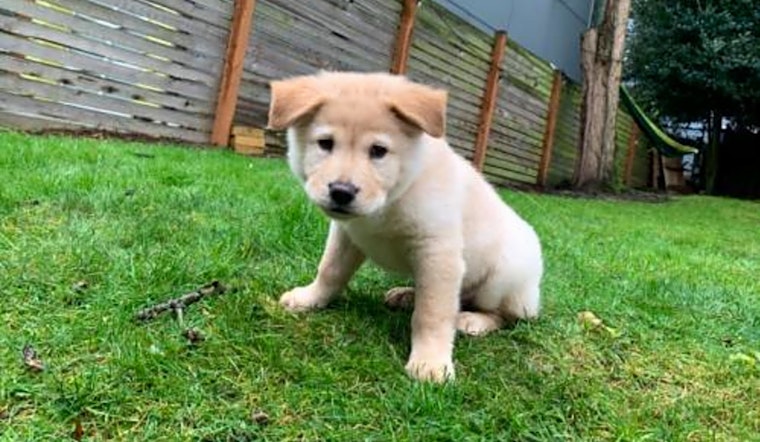 4 cuddly canines to adopt now in Seattle