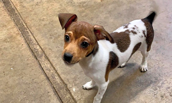 Looking to adopt a pet? Here are 3 adorable pups to adopt now in Stockton