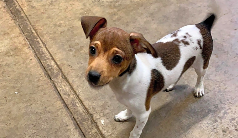 Looking to adopt a pet? Here are 3 adorable pups to adopt now in Stockton