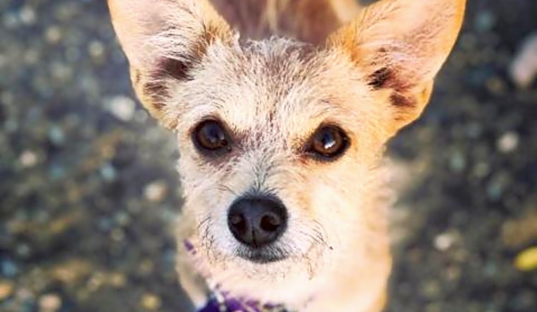 7 delightful doggies to adopt now in Fresno