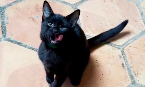 6 fluffy felines ready to adopt now in Dallas