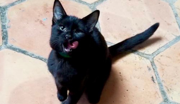 6 fluffy felines ready to adopt now in Dallas
