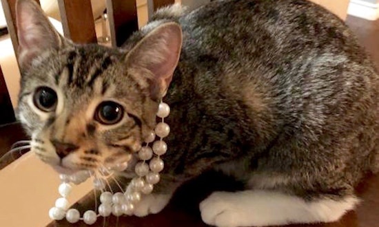 These Plano-based felines are up for adoption and in need of good homes
