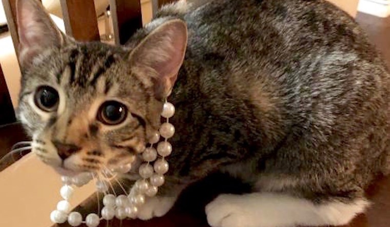 These Plano-based felines are up for adoption and in need of good homes
