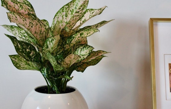 The 3 best plant nurseries in Cambridge
