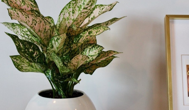 The 3 best plant nurseries in Cambridge