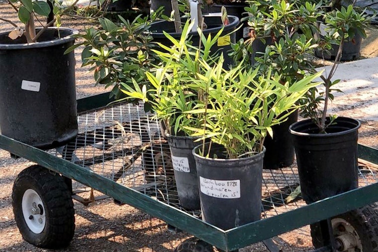 The 3 best plant nurseries in Stockton